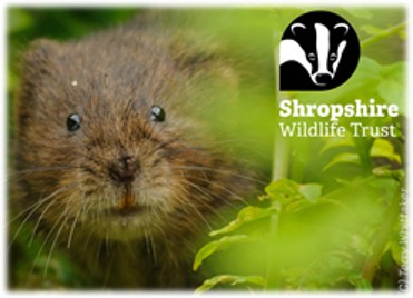 The Shropshire Wildlife Trust Logo | Beaver Bridges